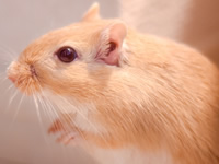 ラットに良く見られる皮膚病・呼吸疾患について