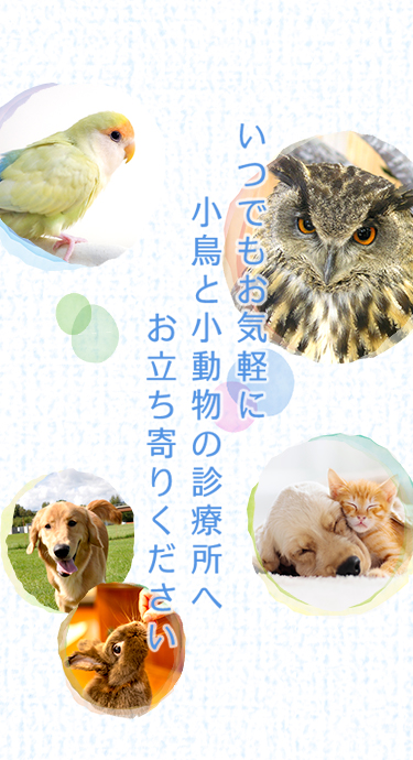 いつでもお気軽に小鳥と小動物の診療所へお立ち寄りください
