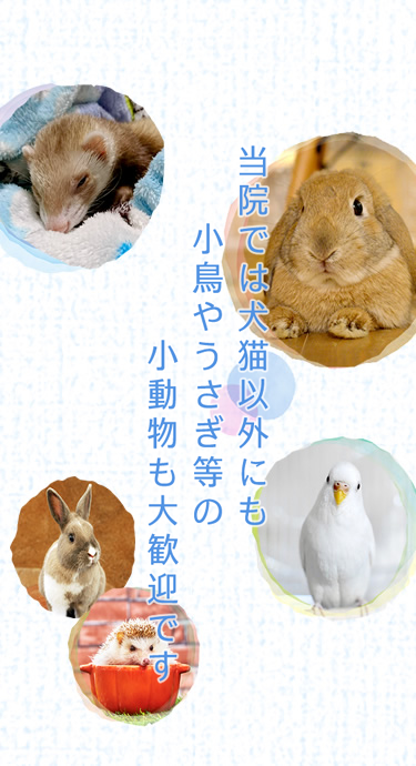 当院では犬猫以外にも小鳥やうさぎ等の小動物も大歓迎です