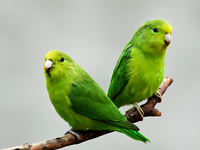 ルリハインコについて