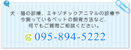 ⽝・猫の診療、エキゾチックアニマルの診療や今飼っているペットの飼育⽅法など、何でもご質問ご相談ください。 095-894-5222